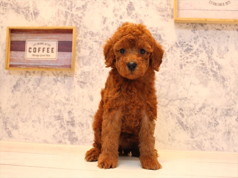 福岡県のトイプードル(トイ) (ワンラブ福岡総本店/2025年8月4日生まれ/女の子/レッド)の子犬の3枚目の画像