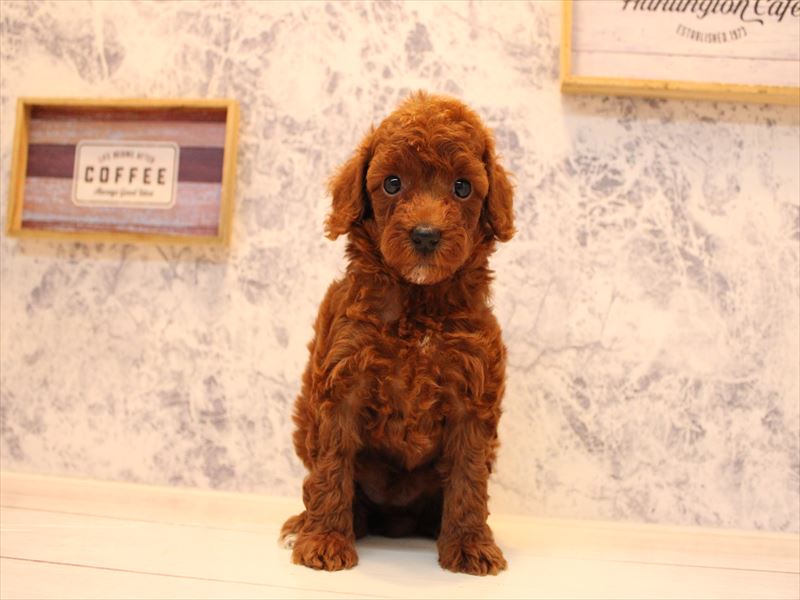福岡県のトイプードル(トイ) (ワンラブ福岡総本店/2025年8月4日生まれ/女の子/レッド)の子犬の2枚目の画像