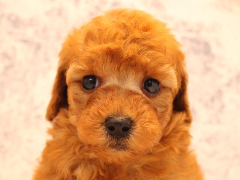 福岡県のトイプードル(トイ) (ワンラブ福岡総本店/2025年8月4日生まれ/男の子/レッド)の子犬の1枚目の画像