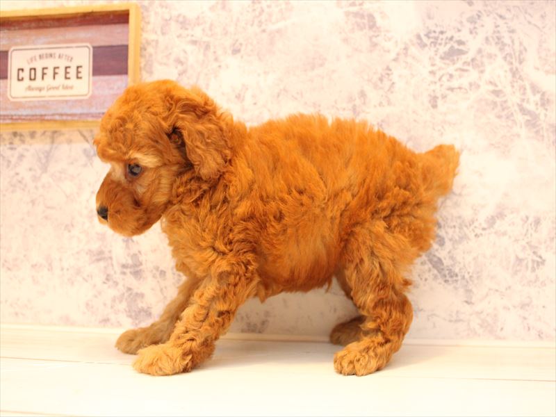 福岡県のトイプードル(トイ) (ワンラブ福岡総本店/2025年8月4日生まれ/男の子/レッド)の子犬の3枚目の画像