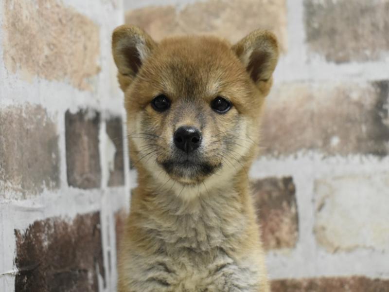 愛知県の柴犬(標準サイズ) (ワンラブ名古屋守山インター総本店/2025年8月7日生まれ/女の子/赤)の子犬の1枚目の画像