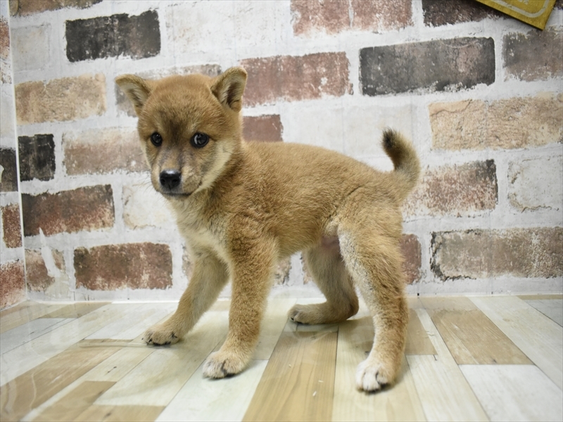 愛知県の柴犬(標準サイズ) (ワンラブ名古屋守山インター総本店/2025年8月7日生まれ/女の子/赤)の子犬の3枚目の画像