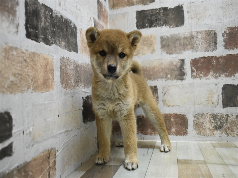 愛知県の柴犬(標準サイズ) (ワンラブ名古屋守山インター総本店/2025年8月7日生まれ/女の子/赤)の子犬の2枚目の画像