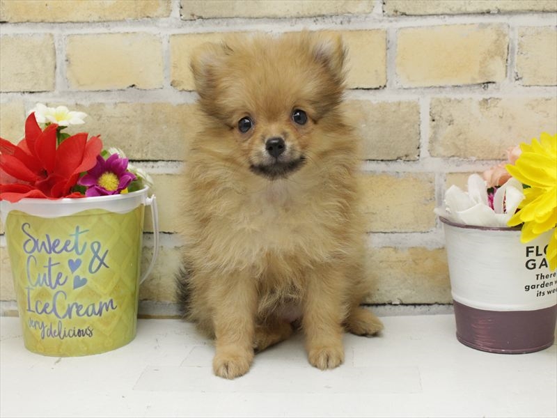福岡県のポメラニアン (ワンラブ福岡総本店/2025年8月6日生まれ/女の子/オレンジ)の子犬の3枚目の画像