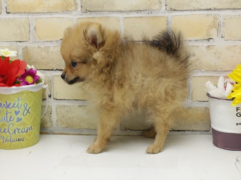 福岡県のポメラニアン (ワンラブ福岡総本店/2025年8月6日生まれ/女の子/オレンジ)の子犬の2枚目の画像
