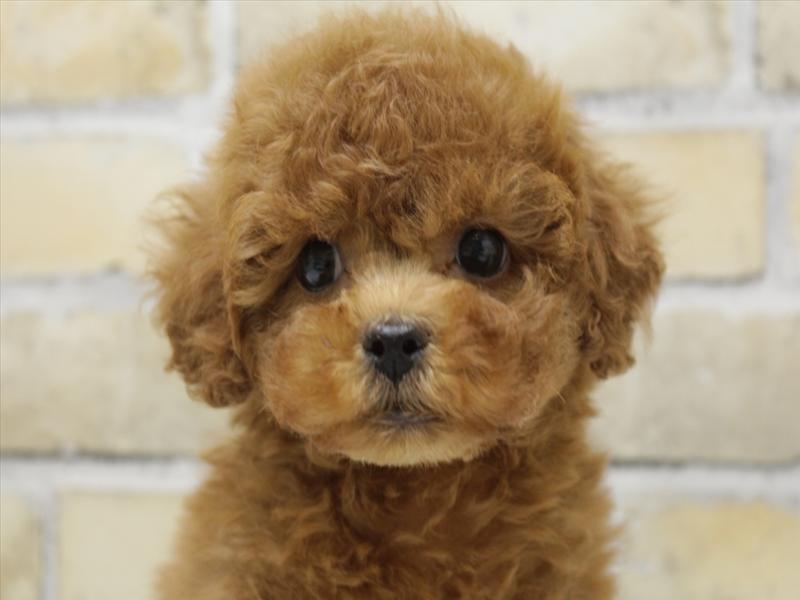 福岡県のトイプードル(トイ) (ワンラブ福岡総本店/2025年8月4日生まれ/男の子/レッド)の子犬の1枚目の画像