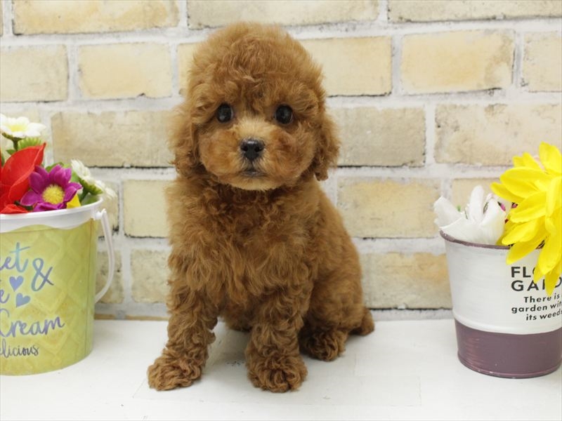 福岡県のトイプードル(トイ) (ワンラブ福岡総本店/2025年8月4日生まれ/男の子/レッド)の子犬の3枚目の画像