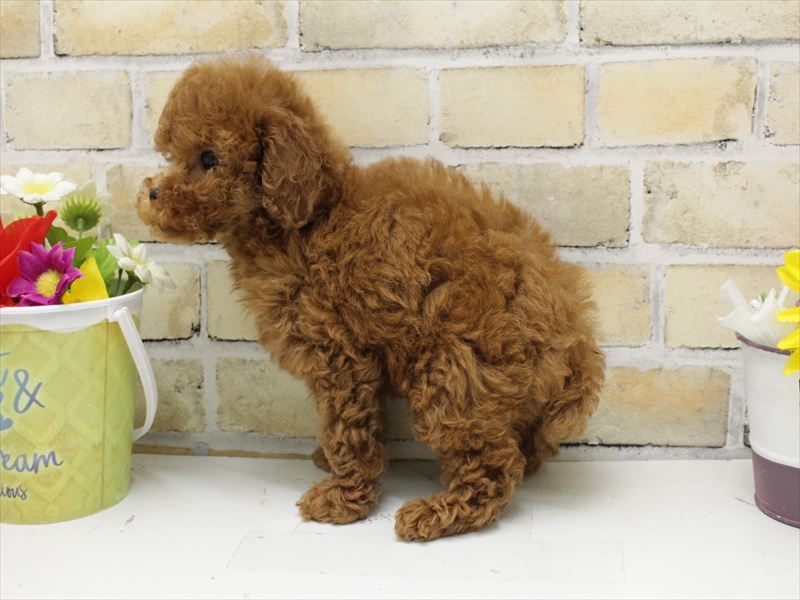 福岡県のトイプードル(トイ) (ワンラブ福岡総本店/2025年8月4日生まれ/男の子/レッド)の子犬の2枚目の画像