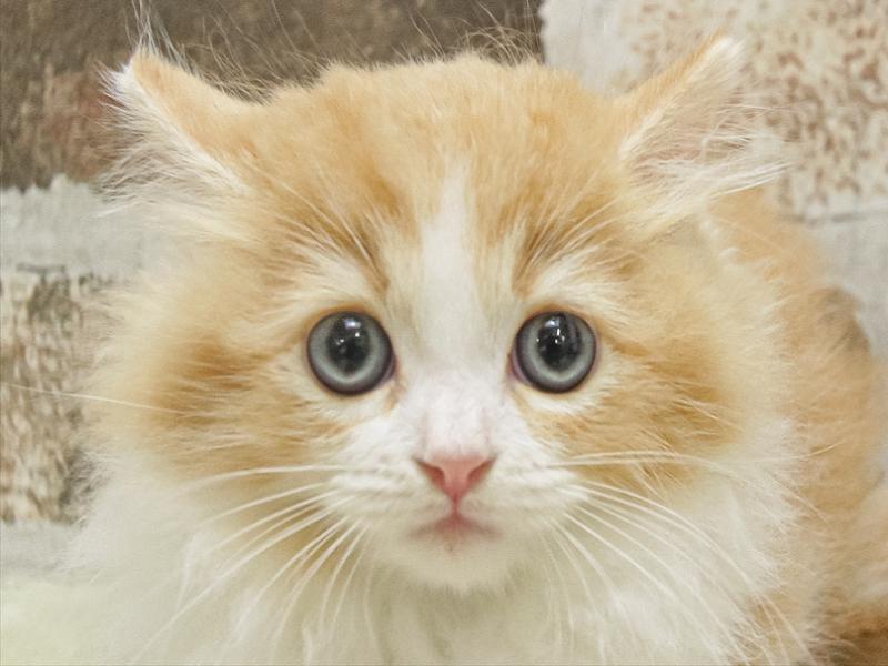 愛知県のミヌエット (ワンラブ名古屋守山インター総本店/2025年8月9日生まれ/女の子/レッドタビーホワイト)の子猫の1枚目の画像