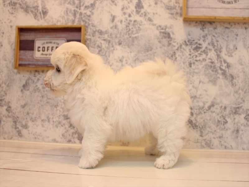 埼玉県のマルプー(マルチーズ×プードル) (ワンラブ西武所沢ワルツ店/2025年8月9日生まれ/女の子/クリーム)の子犬の3枚目の画像