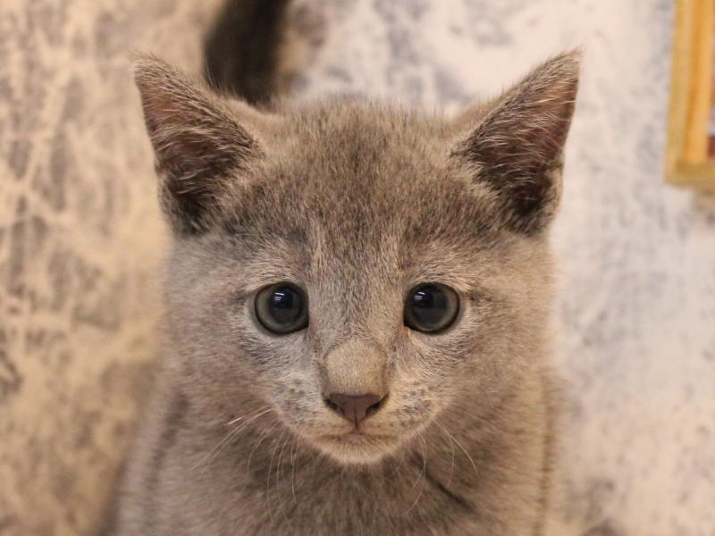 埼玉県のロシアンブルー (ワンラブ埼玉寄居店/2025年8月4日生まれ/男の子/ブルー)の子猫の1枚目の画像