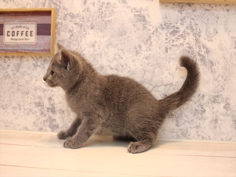 埼玉県のロシアンブルー (ワンラブ埼玉寄居店/2025年8月4日生まれ/男の子/ブルー)の子猫の3枚目の画像