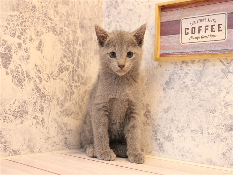 埼玉県のロシアンブルー (ワンラブ埼玉寄居店/2025年8月4日生まれ/男の子/ブルー)の子猫の2枚目の画像