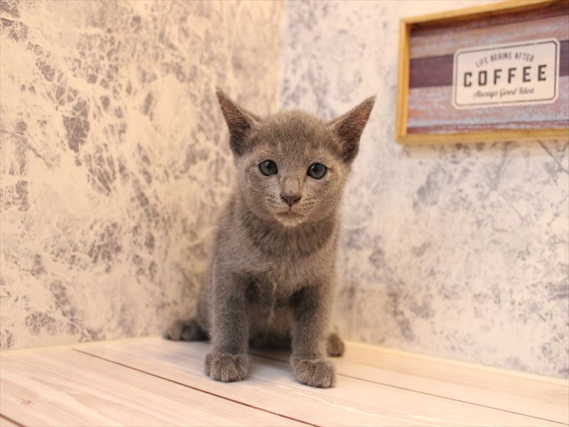 埼玉県のロシアンブルー (ワンラブ埼玉寄居店/2025年8月4日生まれ/女の子/ブルー)の子猫の2枚目の画像