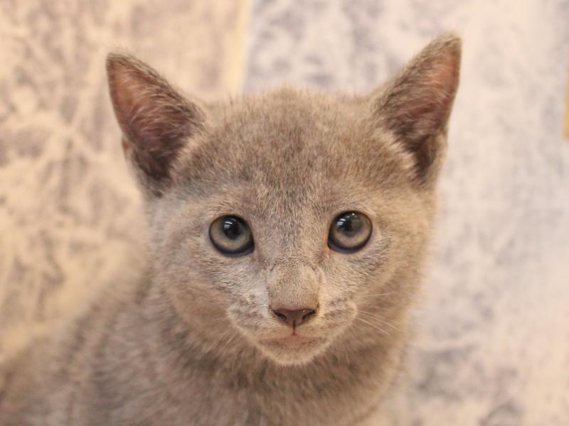 埼玉県のロシアンブルー (ワンラブ埼玉寄居店/2025年8月4日生まれ/女の子/ブルー)の子猫の1枚目の画像