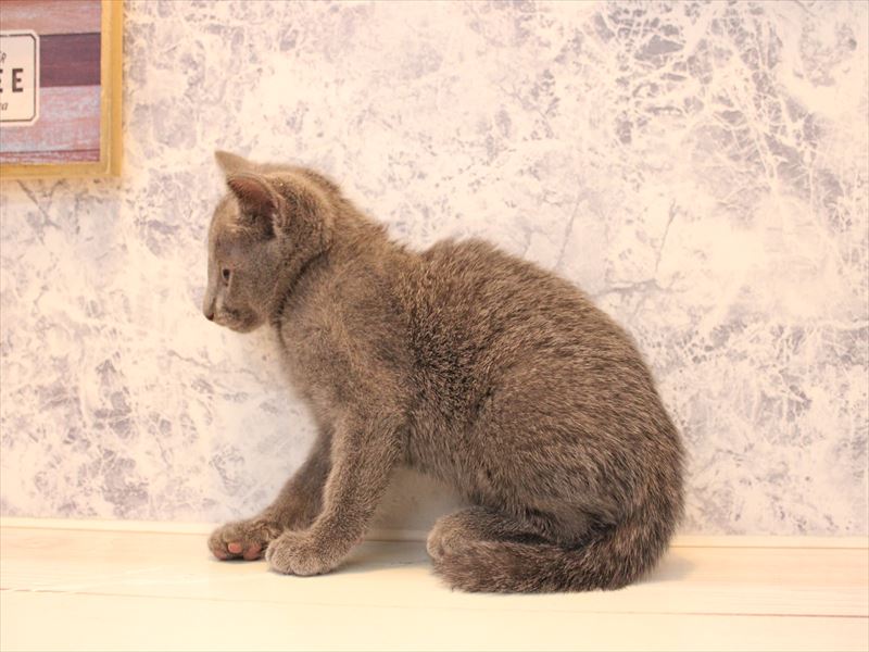 埼玉県のロシアンブルー (ワンラブ埼玉寄居店/2025年8月4日生まれ/女の子/ブルー)の子猫の3枚目の画像