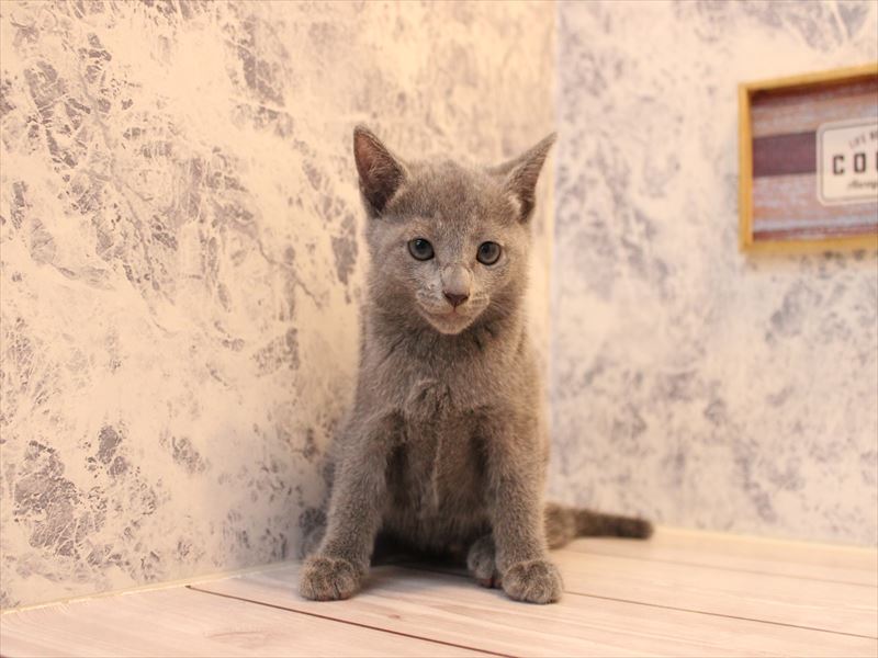 埼玉県のロシアンブルー (ワンラブ埼玉寄居店/2025年8月4日生まれ/女の子/ブルー)の子猫の2枚目の画像