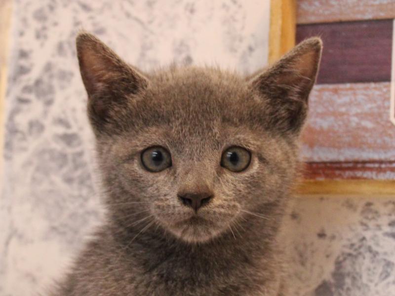 埼玉県のロシアンブルー (ワンラブ埼玉寄居店/2025年8月4日生まれ/女の子/ブルー)の子猫の1枚目の画像