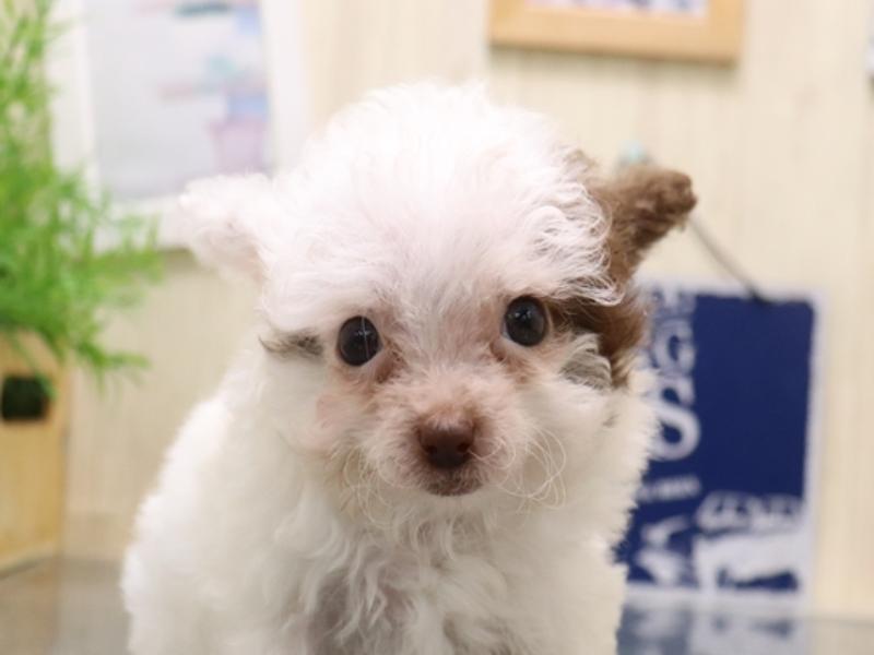 香川県のチワプー/プーチー(チワワ×プードル) (ワンラブゆめタウン三豊店/2025年8月1日生まれ/女の子/ホワイトブラウン)の子犬の1枚目の画像