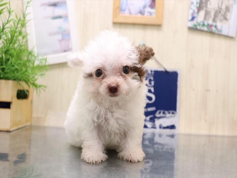 香川県のチワプー/プーチー(チワワ×プードル) (ワンラブゆめタウン三豊店/2025年8月1日生まれ/女の子/ホワイトブラウン)の子犬の2枚目の画像