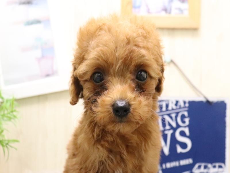 愛知県のトイプードル(トイ) (ワンラブMEGAﾄﾞﾝ･ｷﾎｰﾃ ｸﾗｽﾎﾟ蒲郡店/2025年8月9日生まれ/男の子/レッド)の子犬の1枚目の画像