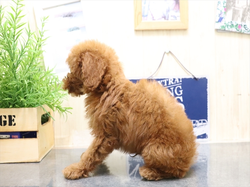 愛知県のトイプードル(トイ) (ワンラブMEGAﾄﾞﾝ･ｷﾎｰﾃ ｸﾗｽﾎﾟ蒲郡店/2025年8月9日生まれ/男の子/レッド)の子犬の3枚目の画像