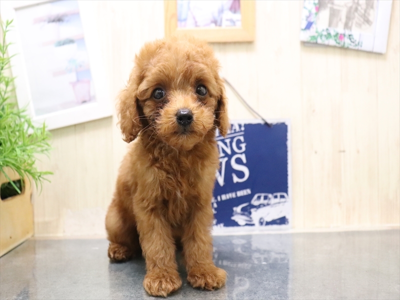 愛知県のトイプードル(トイ) (ワンラブMEGAﾄﾞﾝ･ｷﾎｰﾃ ｸﾗｽﾎﾟ蒲郡店/2025年8月9日生まれ/男の子/レッド)の子犬の2枚目の画像