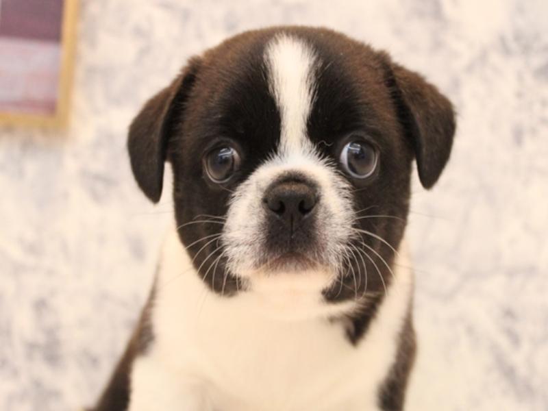 埼玉県のハーフ犬・ミックス犬 (ワンラブ埼玉寄居店/2025年8月6日生まれ/男の子/ボストンカラー)の子犬の1枚目の画像