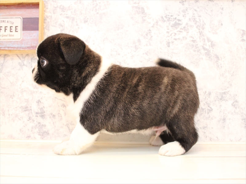 埼玉県のハーフ犬・ミックス犬 (ワンラブ埼玉寄居店/2025年8月6日生まれ/男の子/ボストンカラー)の子犬の3枚目の画像