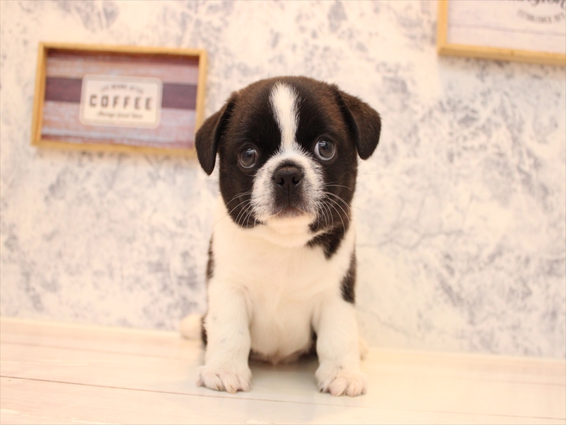埼玉県のハーフ犬・ミックス犬 (ワンラブ埼玉寄居店/2025年8月6日生まれ/男の子/ボストンカラー)の子犬の2枚目の画像