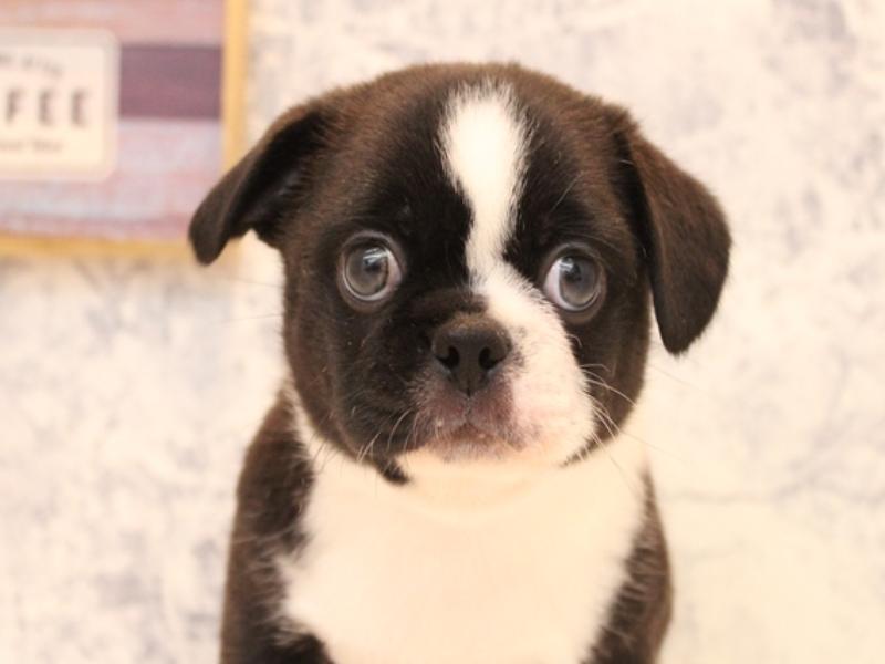 東京都のハーフ犬・ミックス犬 (ワンラブイーアス高尾店/2025年8月6日生まれ/男の子/ボストンカラー)の子犬の1枚目の画像