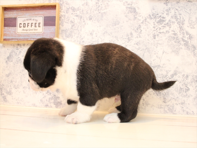 東京都のハーフ犬・ミックス犬 (ワンラブイーアス高尾店/2025年8月6日生まれ/男の子/ボストンカラー)の子犬の3枚目の画像