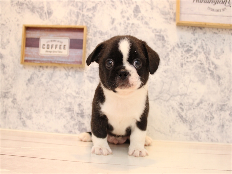 東京都のハーフ犬・ミックス犬 (ワンラブイーアス高尾店/2025年8月6日生まれ/男の子/ボストンカラー)の子犬の2枚目の画像