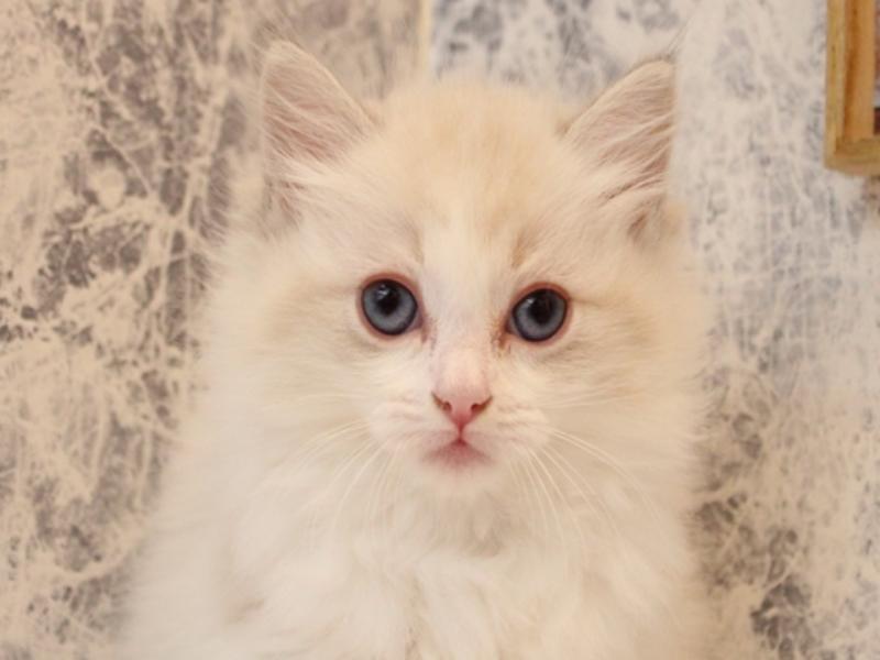 埼玉県のラグドール (ワンラブ埼玉寄居店/2025年8月5日生まれ/女の子/ブルーポイントバイカラー)の子猫の1枚目の画像