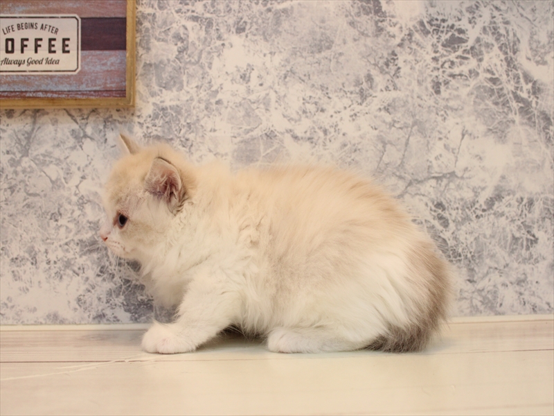 埼玉県のラグドール (ワンラブ埼玉寄居店/2025年8月5日生まれ/女の子/ブルーポイントバイカラー)の子猫の3枚目の画像