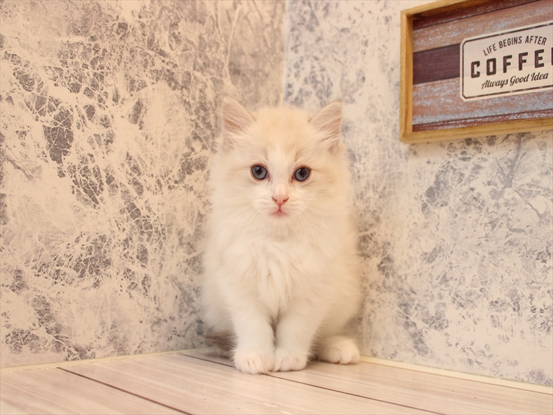 埼玉県のラグドール (ワンラブ埼玉寄居店/2025年8月5日生まれ/女の子/ブルーポイントバイカラー)の子猫の2枚目の画像