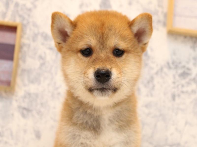 埼玉県の柴犬(標準サイズ) (ワンラブ埼玉寄居店/2025年8月11日生まれ/男の子/赤)の子犬の1枚目の画像