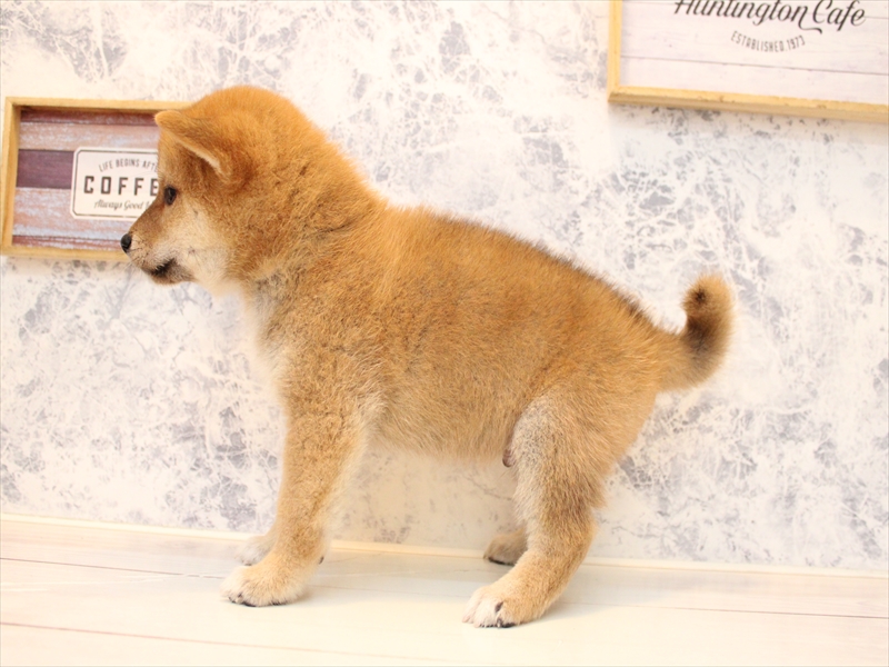 埼玉県の柴犬(標準サイズ) (ワンラブ埼玉寄居店/2025年8月11日生まれ/男の子/赤)の子犬の3枚目の画像
