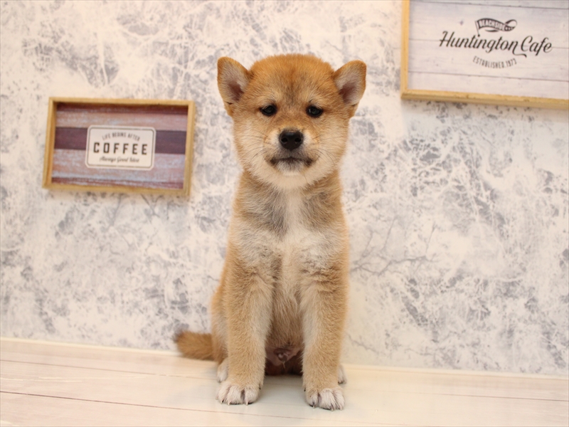 埼玉県の柴犬(標準サイズ) (ワンラブ埼玉寄居店/2025年8月11日生まれ/男の子/赤)の子犬の2枚目の画像