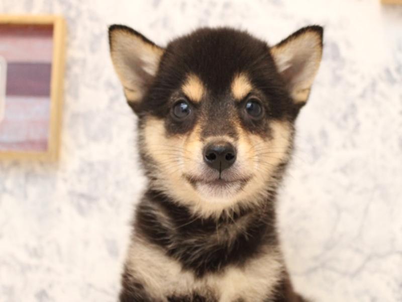 埼玉県の柴犬(標準サイズ) (ワンラブ埼玉寄居店/2025年8月8日生まれ/女の子/黒)の子犬の1枚目の画像