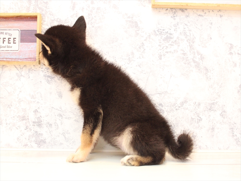 埼玉県の柴犬(標準サイズ) (ワンラブ埼玉寄居店/2025年8月8日生まれ/女の子/黒)の子犬の3枚目の画像