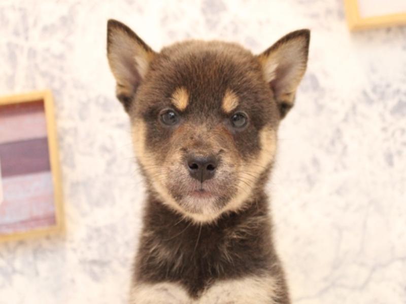 埼玉県の柴犬(標準サイズ) (ワンラブ埼玉寄居店/2025年8月8日生まれ/女の子/ブルー)の子犬の1枚目の画像
