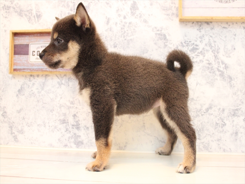埼玉県の柴犬(標準サイズ) (ワンラブ埼玉寄居店/2025年8月8日生まれ/女の子/ブルー)の子犬の3枚目の画像