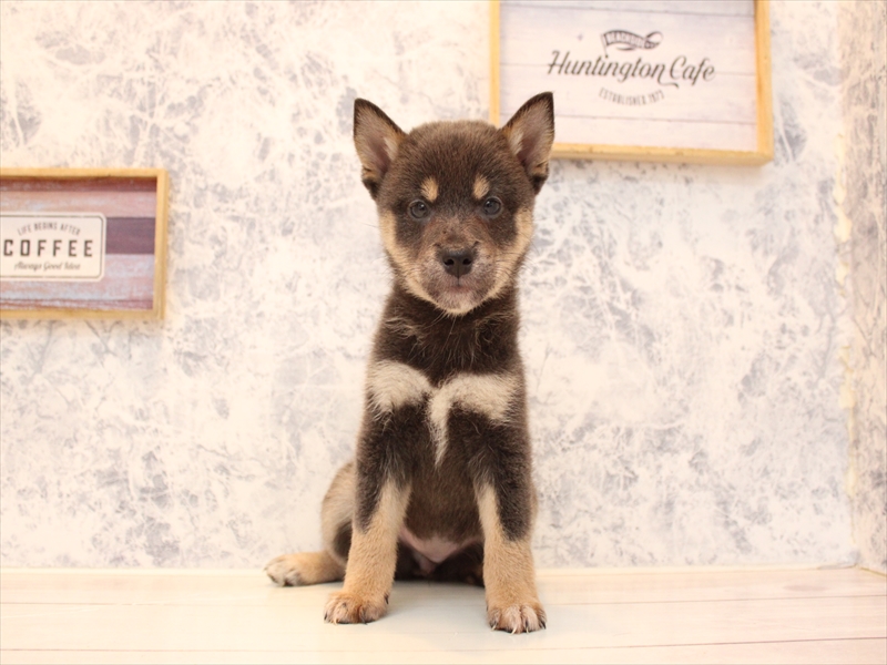 埼玉県の柴犬(標準サイズ) (ワンラブ埼玉寄居店/2025年8月8日生まれ/女の子/ブルー)の子犬の2枚目の画像
