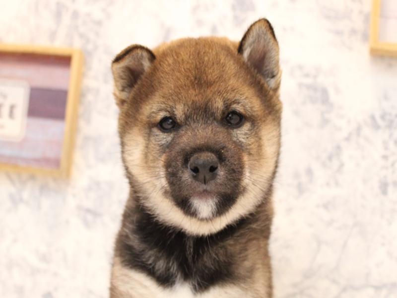 埼玉県の柴犬(標準サイズ) (ワンラブ埼玉寄居店/2025年8月11日生まれ/男の子/胡麻)の子犬の1枚目の画像