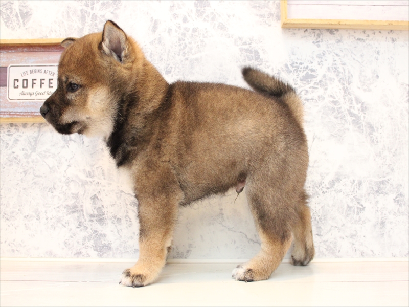 埼玉県の柴犬(標準サイズ) (ワンラブ埼玉寄居店/2025年8月11日生まれ/男の子/胡麻)の子犬の3枚目の画像