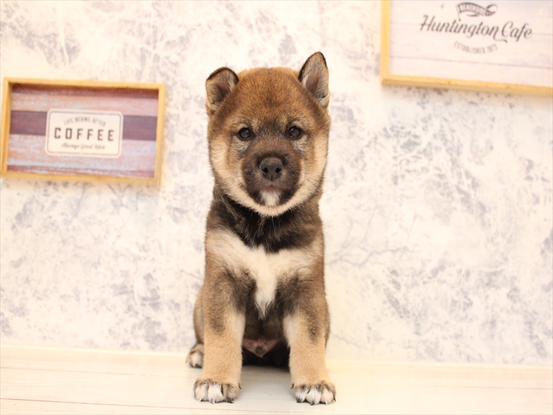 埼玉県の柴犬(標準サイズ) (ワンラブ埼玉寄居店/2025年8月11日生まれ/男の子/胡麻)の子犬の2枚目の画像