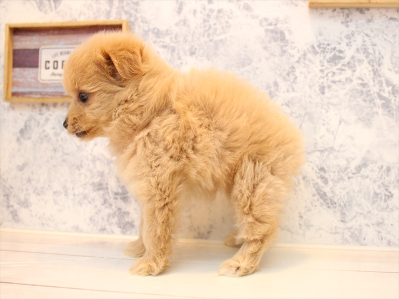 埼玉県のポメプー(ポメラニアン×プードル) (ワンラブ西武所沢ワルツ店/2025年8月9日生まれ/女の子/アプリコット)の子犬の3枚目の画像