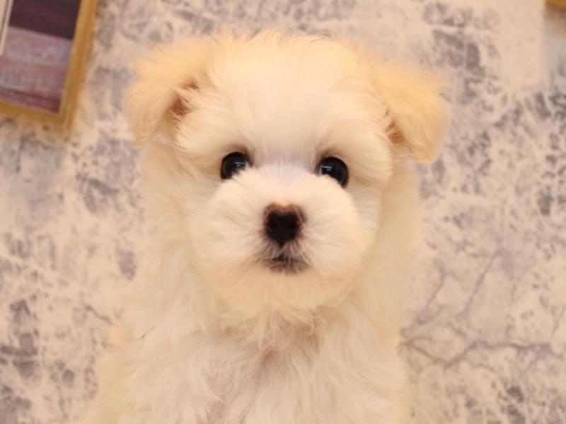 埼玉県のハーフ犬・ミックス犬 (ワンラブ西武所沢ワルツ店/2025年8月3日生まれ/男の子/ホワイト)の子犬