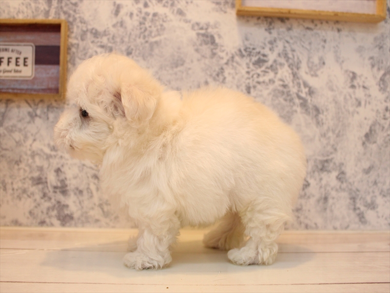 埼玉県のハーフ犬・ミックス犬 (ワンラブ西武所沢ワルツ店/2025年8月3日生まれ/男の子/ホワイト)の子犬の3枚目の画像
